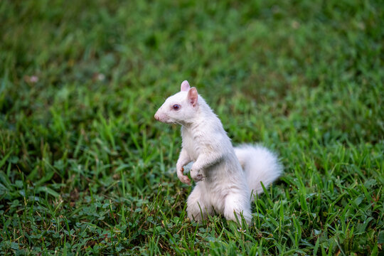 A rare white squirrel in a park in Olney, Illimois
