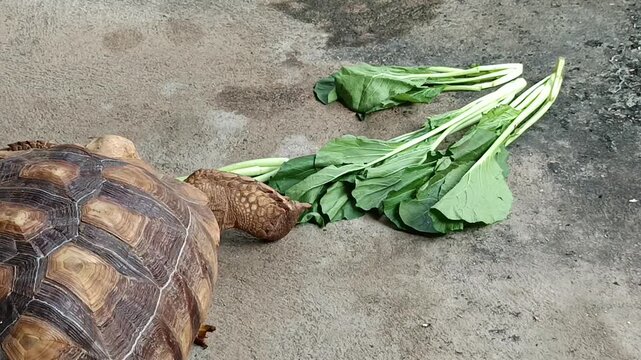 African Sulcata Tortoise Eating Fresh Mustard Greens in Natural Outdoor Habitat with Healthy Herbivore Feeding Behavior and Wildlife Close Up