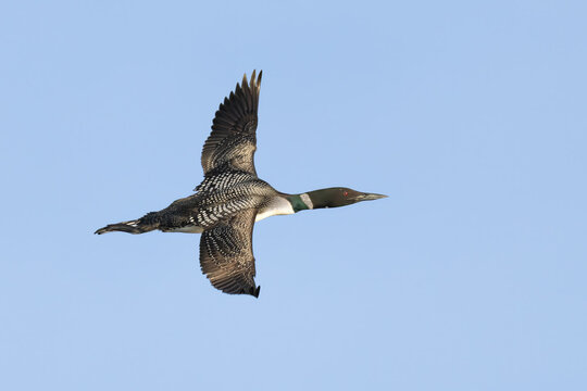 Common Loon in flight