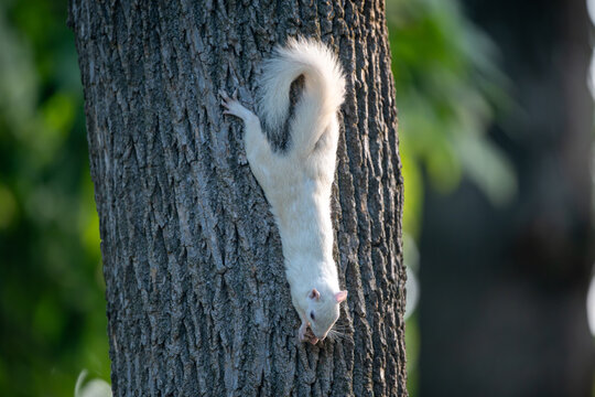 A rare white squirrel in a park in Olney, Illimois