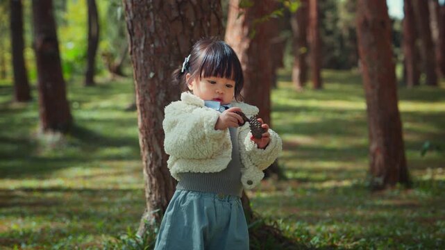 Adorable Asian toddler girl in a fleece jacket and vest holding pine cones while exploring a pine forest. Childhood curiosity, autumn winter kids' fashion, outdoor nature activities.