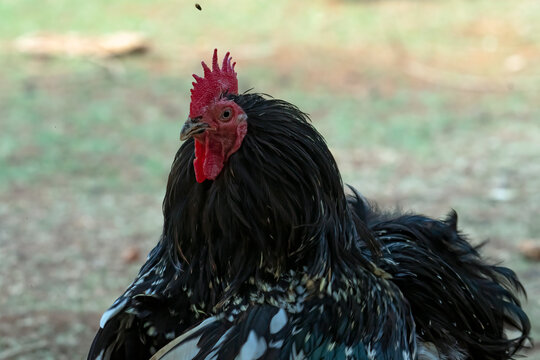 close up portrait of a a Black Australorp cockerel