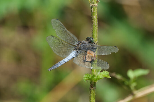 Adult Male Skimmer Dragonfly Basking on a Dry Branch in Summer Sun