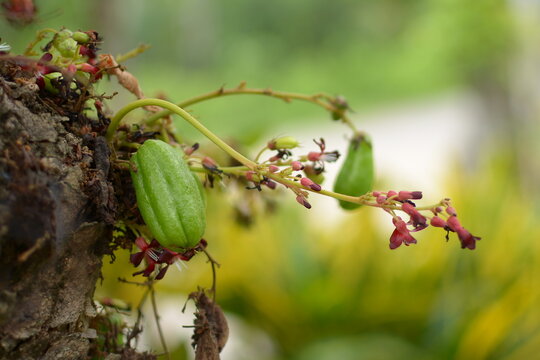 The Beautiful Bilimbi Tree