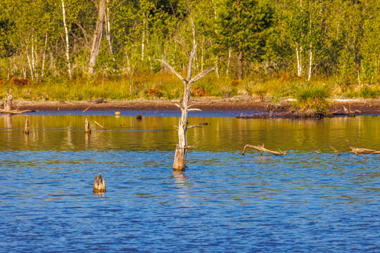 Dead Tree in the Schwenninger Moos
