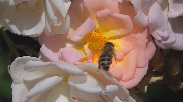  Bee, on rose Flower. Honeybee and Rose.
