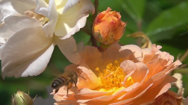  Bee on rose Flower. Honeybee and pink Roses. Close-up
