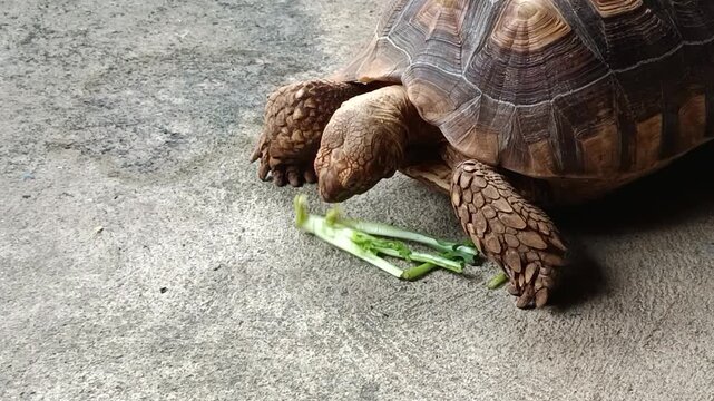 African Sulcata Tortoise Eating Fresh Mustard Greens in Natural Outdoor Habitat with Healthy Herbivore Feeding Behavior and Wildlife Close Up