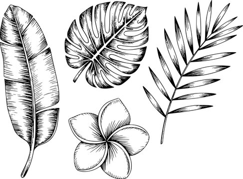 Conjunto de hojas de plantas tropicales y flor de plumeria dibujados a mano aislados sobre fondo blanco para bot&aacute;nica