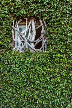 Dense aerial roots surround a weathered window as tropical vegetation gradually engulfs the exterior wall of a building, illustrating the interaction between architecture and nature