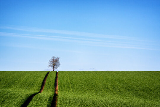 Einzelner Baum an einem gr&uuml;nen Feld vor blauem Himmel als Hintergrund mit Freiraum f&uuml;r individuelle Anpassungen