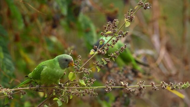 Vibrant Green Slaty-Headed Parakeet Perched on a Branch Eating in Uttarakhand