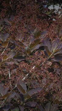 Cotinus coggygria with purple foliage and flowers