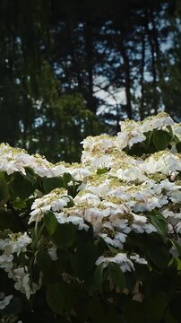 Beautiful white flowers blooming on a lush green tree