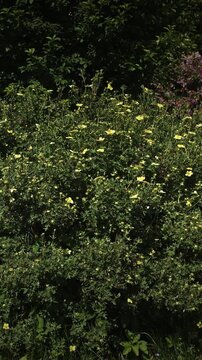 Bright Yellow Dasiphora Fruticosa Flowers Blooming on Green Shrub