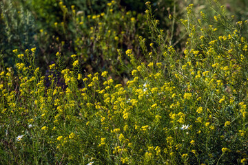 Obraz premium Flora in sunlit meadow, vibrant yellow blossoms among green plants