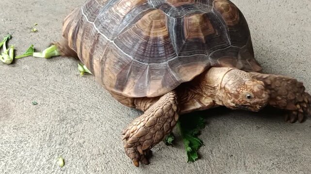 African Sulcata Tortoise Eating Fresh Mustard Greens in Natural Outdoor Habitat with Healthy Herbivore Feeding Behavior and Wildlife Close Up
