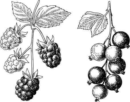 Tinta detallada en blanco y negro de moras y grosellas frescas colgando de tallos frondosos sobre blanco
