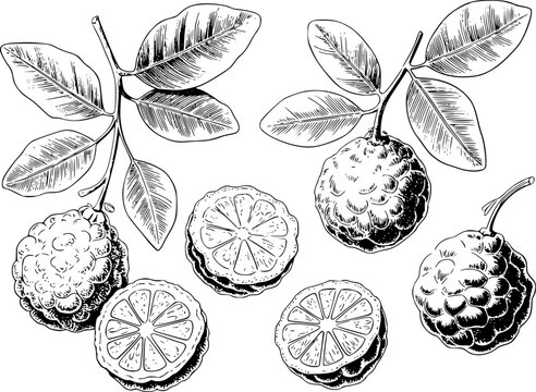 Tinta detallada en blanco y negro de limas kaffir frescas con hojas y segmentos de c&iacute;tricos rebanados