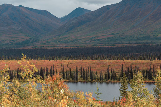 Autumn in polar tundra