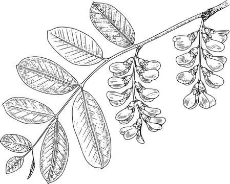 Bot&aacute;nico detallado de una rama de falsa acacia con hojas pinnadas y racimos de flores colgantes