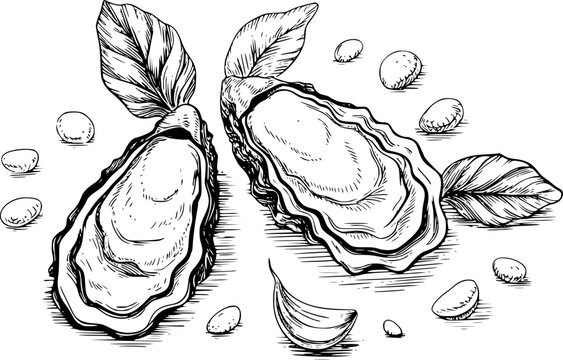 Dibujo a mano de ostras frescas servidas con hojas de albahaca arom&aacute;ticas y dientes de ajo en blanco y negro