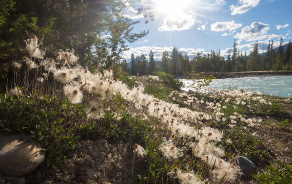 Sunny meadow