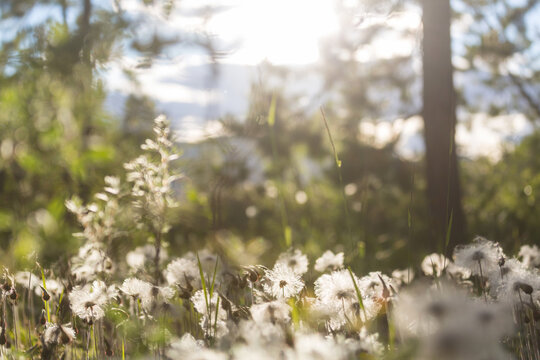 Sunny meadow