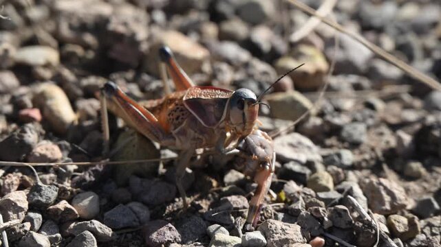 In this video, a womanizer grasshopper (Brachystola magna) is seen eating another grasshopper. These are large, flightless grasshoppers native to North America.