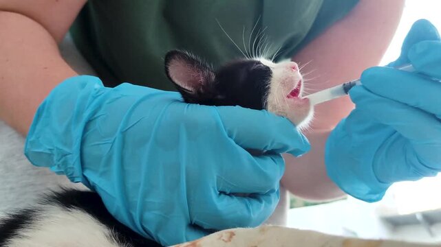 Cat rescuer syringe-feed an orphaned nursing kitten with milk replacer.
