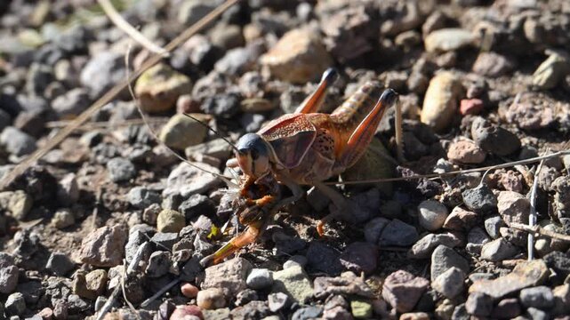 In this video, a womanizer grasshopper (Brachystola magna) is seen eating another grasshopper. These are large, flightless grasshoppers native to North America.
