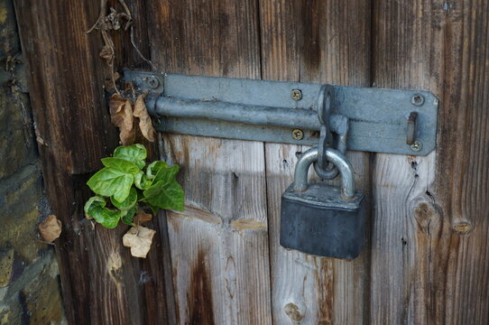 Vintage metal padlock securing an old wooden door with green ivy leaves