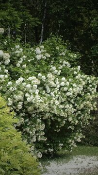 Lush Green Park with Stunning White Flowers and Pathway