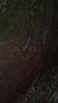 Colony of Ants Building Anthill from Dry Needles and Leaves in Forest
