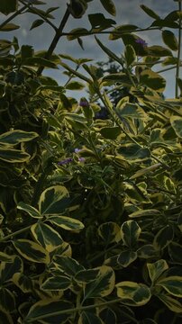 Euonymus fortunei. The shrub features vibrant green leaves with broad, striking golden-yellow