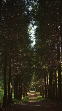 Peaceful Dirt Path Through Dark Green Coniferous Forest European spruce Alley