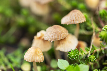 Fototapeta premium Small mushrooms Coprinellus disseminatus in green moss.