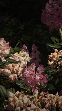 Delicate White and Pink Rhododendron Mix Under Shadows