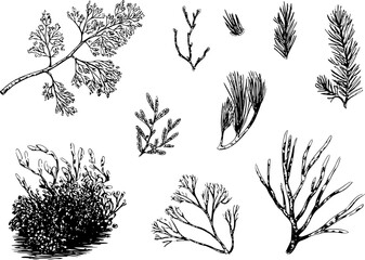 Una colección de botánicos dibujados a mano con varios tipos de algas marinas, coral y plantas acuáticas © Bulbul