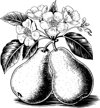 Una tinta detallada en blanco y negro de dos peras maduras colgando de una rama con flores delicadas