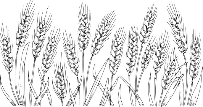 Una l&iacute;nea detallada en blanco y negro de tallos de trigo maduros creciendo en un campo para el tiempo de la cosecha
