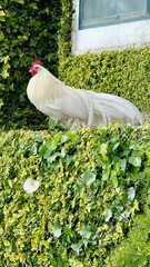 Elegant white rooster standing in a lush green garden © Saniie