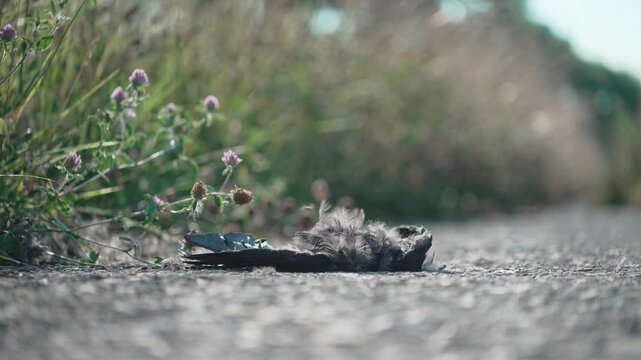 地面に落ちた小さいカラスの死骸