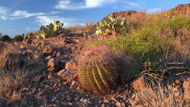 New Mexico: This desert landscape supports numerous barrel cacti, including species resembling Ferocactus emoryi (Emory's barrel cactus) and Ferocactus cylindraceus