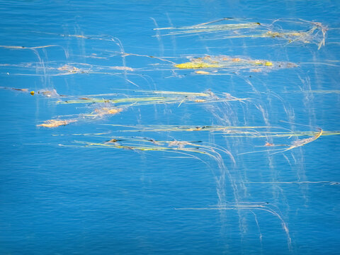 Abstract natural background of bright green pond scum and organic moss spreading over blue river water.