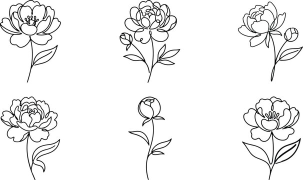 Three peony flowers set in line art style