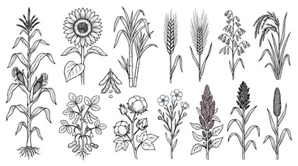 Obraz premium Vintage agricultural crop sketches, hand drawn botanical cereal and grain plant set, 13 black and white vector illustrations of farm crops
