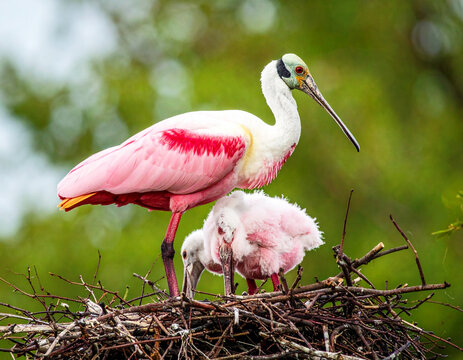 Roseate spoonbills, Platalea ajaja, on their nest, closeup. AI