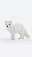 Fototapeta premium Arctic fox standing in the snow