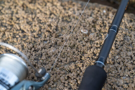 Fishing rod on a rock with barnacles The Concept of coastal life